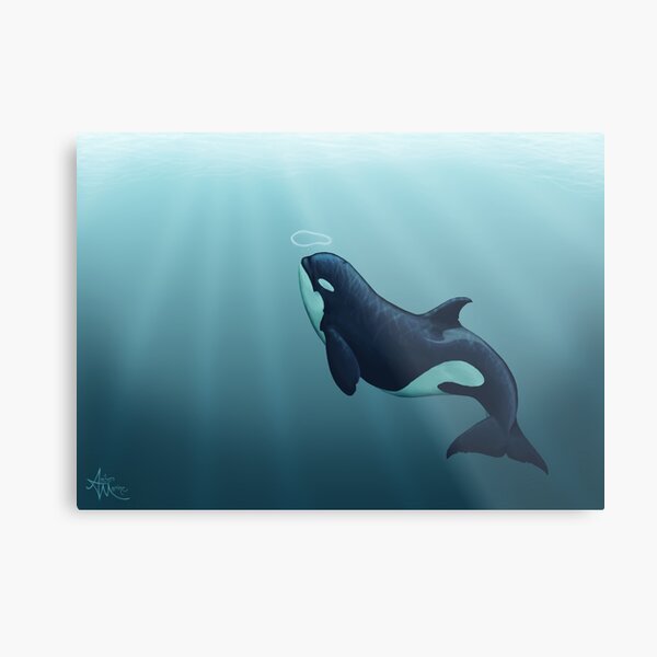 "Subantarctic" by Amber Marine, type D orca art, © 2014 Metal Print