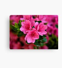 Pink Azaleas Canvas Print