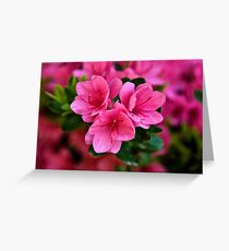 Pink Azaleas Greeting Card