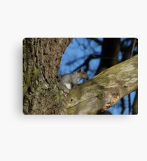Grey Squirrel Canvas Print