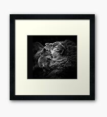 Lion and Lioness Framed Print
