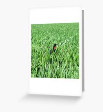 "Do I blend in" Greeting Card