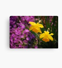 Yellow Daffodils Canvas Print
