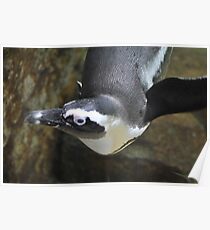 Penguin Poster