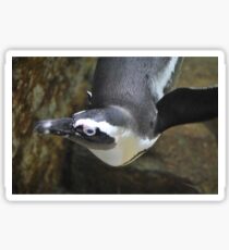 Penguin Sticker