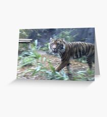 Prowling Tiger Greeting Card
