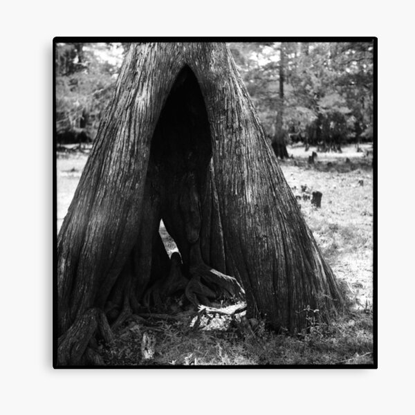 Cypress Cave Canvas Print
