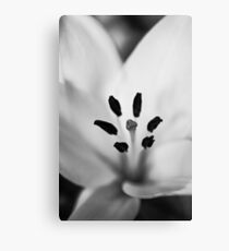 MIFGS - lily Canvas Print