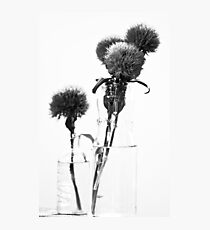MIFGS - carnations Photographic Print