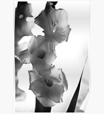 MIFGS - gladioli II Poster