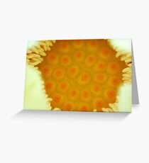 Nelumbo nucifera Greeting Card