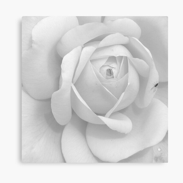 Blanche épure 4 Canvas Print
