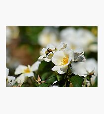Bumblebee on White Rose at Gibbs Gardens Photographic Print