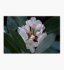 Rhododendron at Gibbs Gardens Photographic Print