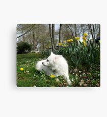 Sylvie - Sunshine - Spring © April in Rhode Island 2010 *featured Canvas Print