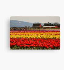 Tulip Field Canvas Print