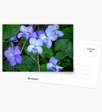 "Pine Needles And Wild Violets" Postcards