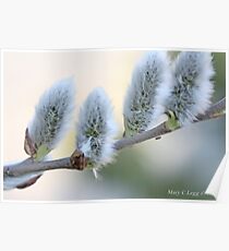 Pussywillow blooms Salix Poster