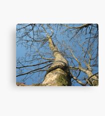 Tree Tower Canvas Print