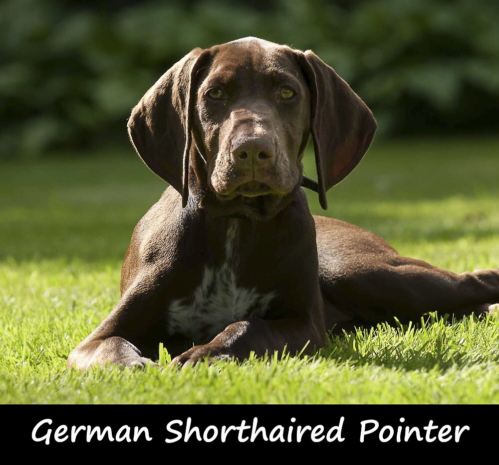“German Shorthaired Pointer” by Zoozwear Apparel | Redbubble