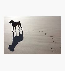 Boxer at the Beach Photographic Print