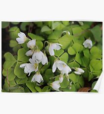 Oxalis Poster
