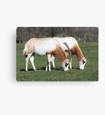 Scimitar-horned oryx 2 Canvas Print