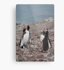 Gentoo Chorus Metal Print