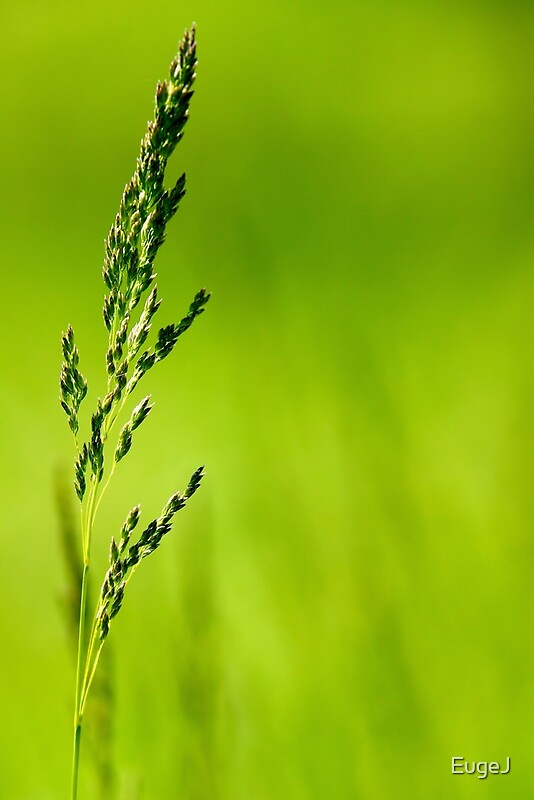 "I Know Why The Grass Is Green" by EugeJ Redbubble