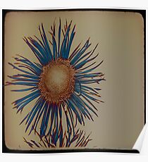 Flower Poster