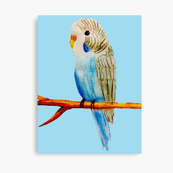 Quaker Monk Parakeet Parrot bird Anemone print