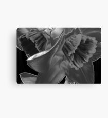 Nature Without Color. Canvas Print
