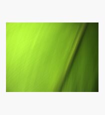 Green Photographic Print