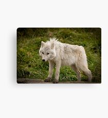 Dirty Boy! Canvas Print