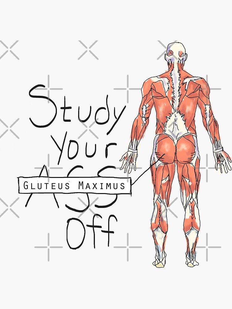 Study your Gluteus Maximus Off by maryhop