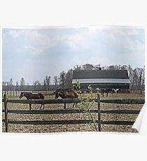 Horsing Around on the Farm Poster