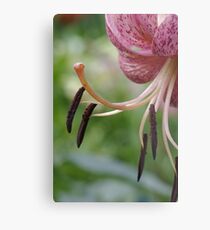 Eros - my garden, Ottawa, Ontario Metal Print