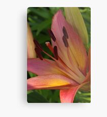 Asiatic lily - my garden Metal Print