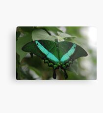 Emerald Swallowtail Metal Print