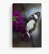 Butterfly - Carleton University, Ottawa, Ontario Metal Print