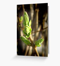 Beautiful Green of Spring Greeting Card