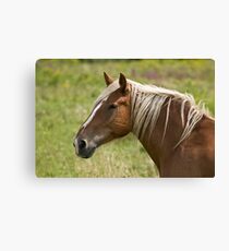 Belgian mare Canvas Print