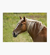 Belgian mare Photographic Print