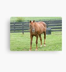 Academy Award - 1986-2010 Canvas Print