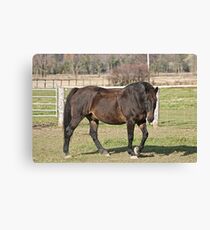 Ringo - Silver Creek Ranch, Ottawa, Ont Canvas Print