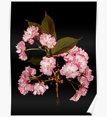 Spring Blooms Poster
