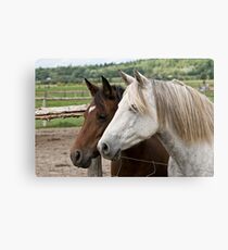 Abigail & Daisy - Silver Creek Ranch, Ottawa, Ont Canvas Print