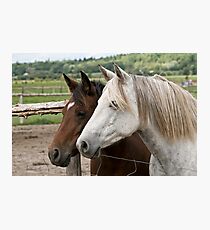 Abigail & Daisy - Silver Creek Ranch, Ottawa, Ont Photographic Print