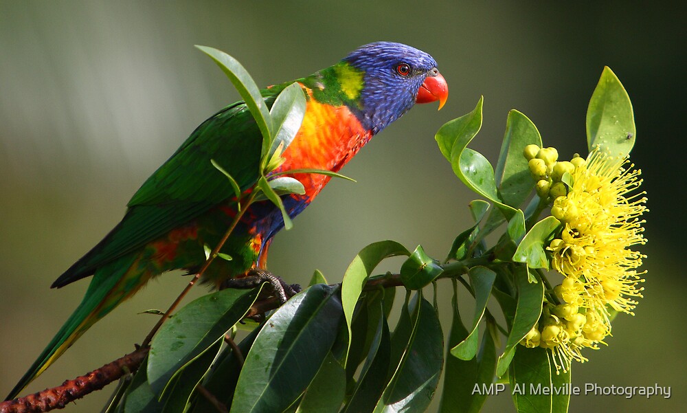 "Rainbow Lorikeet In Golden Penda Tree 02 - Sunshine Coast - Queensland ...