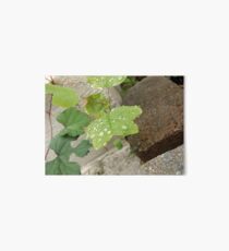 Water Droplets on Leaf Art Board Print